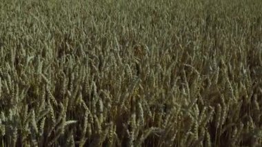  Buğday tarlasının bir kısmını kapatın. Sarı yaz geçmişi. Tarım kavramı.