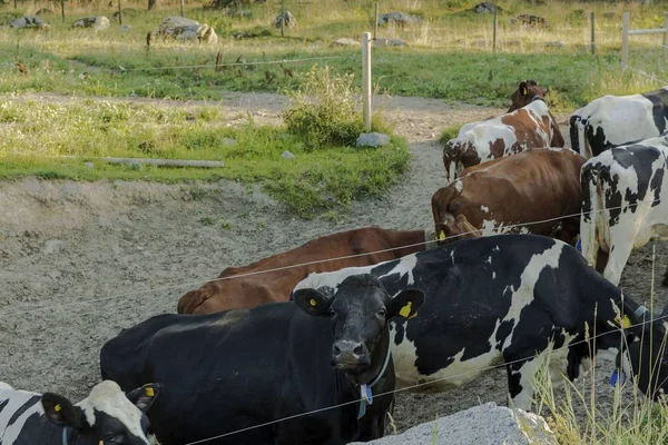 Hermosa Vista Del Grupo Vacas Colores Campo Hermoso Día Verano — Foto de Stock