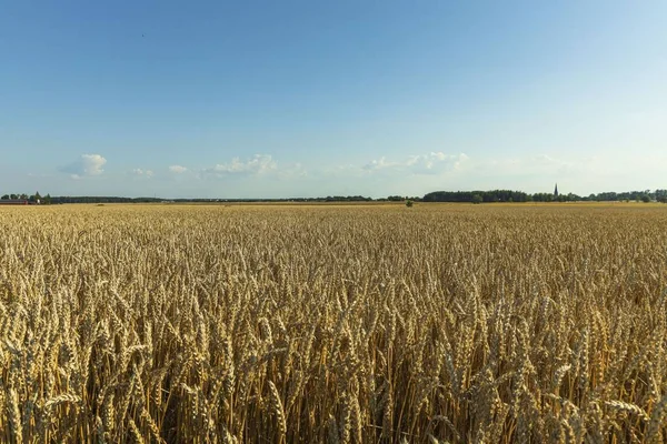 Splendida Vista Del Campo Grano Sfondo Cielo Blu Bel Paesaggio — Foto Stock