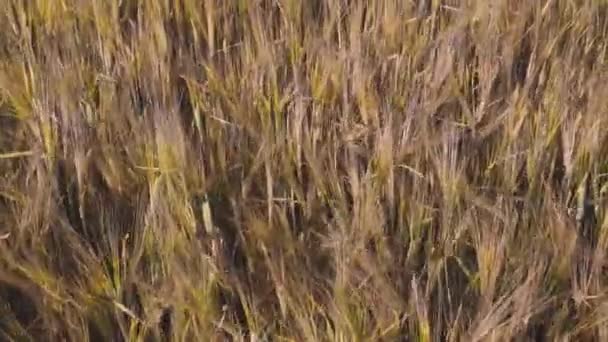 Magnífica Vista Del Campo Centeno Concepto Agrícola Hermosa Naturaleza Fondos — Vídeo de stock