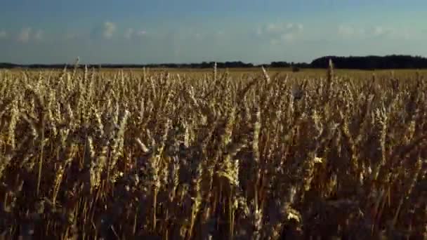 Vista Deslumbrante Campo Trigo Pôr Sol Paisagem Natureza Agradável — Vídeo de Stock