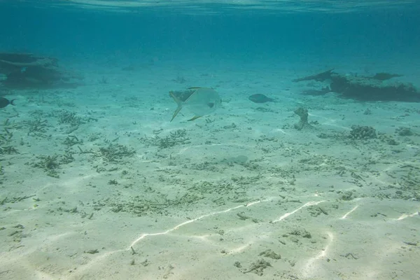 Víz Alatti Kilátás Halott Korallzátonyok Szép Halak Snorkeling Maldív Szigetek — Stock Fotó