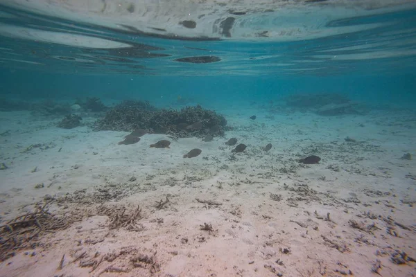 Vista Submarina Arrecifes Coral Muertos Hermosos Peces Snorkeling Maldivas Océano — Foto de Stock