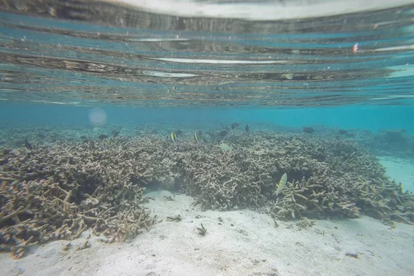 Över Söt Liten Fisk Som Gömmer Sig Coral Snorkling Undervattensvärlden — Stockfoto
