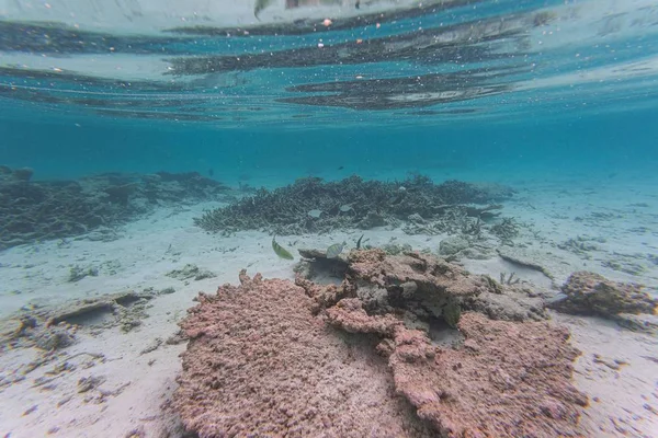Erstaunliche Unterwasserwelt Tote Riffkorallen Und Wunderschöne Fische Blauen Wasser Des — Stockfoto