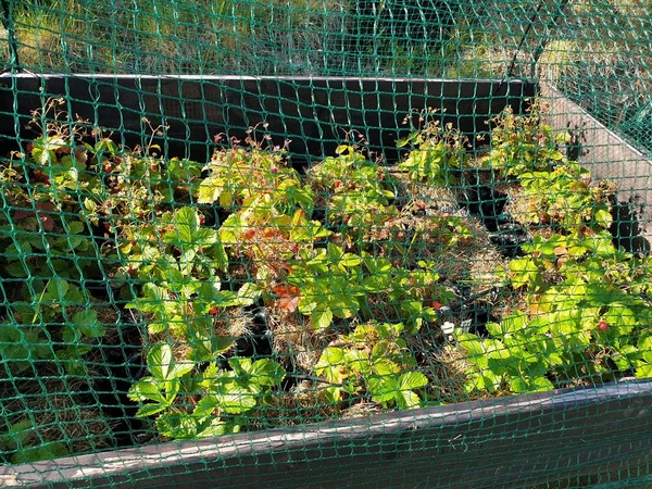 Plantas Fresa Macetas Plástico Con Sistema Riego Bajo Cubierta Neta —  Fotos de Stock