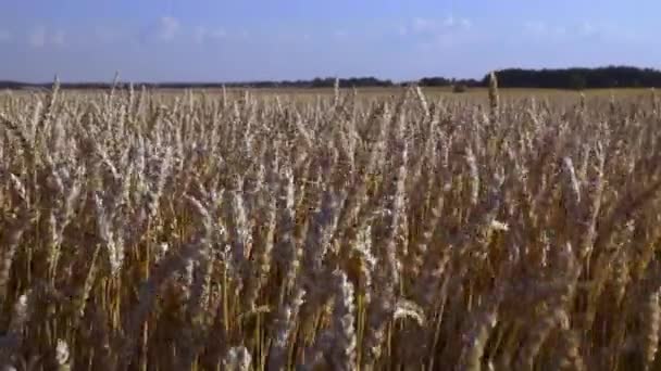 Закрыть Вид Часть Пшеничного Поля Летний Фон Концепция Сельского Хозяйства — стоковое видео