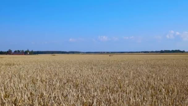 Close Upweergave Van Een Deel Van Tarwe Veld Zomer Achtergrond — Stockvideo