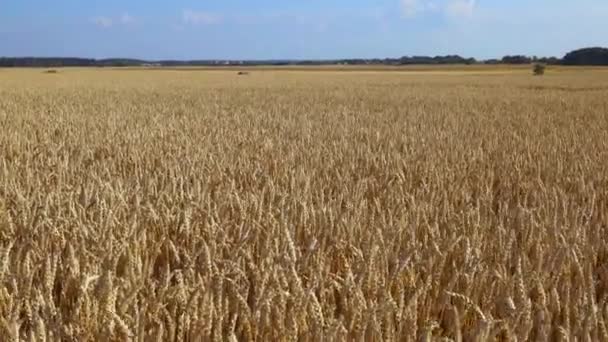 Близький Погляд Частину Пшеничного Поля Літній Фон Концепція Сільського Господарства — стокове відео