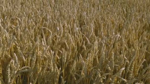小麦畑の一部をクローズアップ 夏の背景 農業の概念 — ストック動画