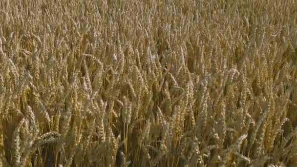 Vista Cerca Parte Del Campo Trigo Fondo Verano Concepto Agrícola — Vídeo de stock