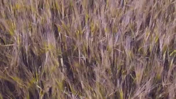 Underbar Utsikt Över Rågområdet Jordbruks Koncept Vackra Natur Bakgrunder — Stockvideo