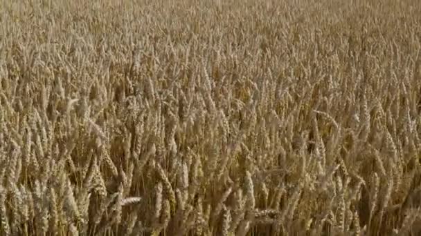 麦田部分的特写视图 夏季背景 农业概念 — 图库视频影像