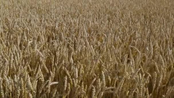 Vista Cerca Parte Del Campo Trigo Fondo Verano Concepto Agrícola — Vídeo de stock