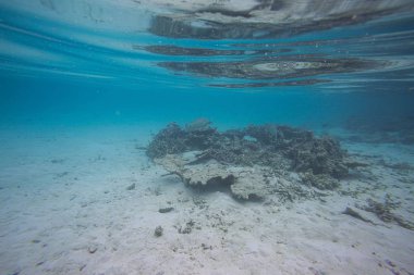 Beyaz kum alt ve mavi su sualtı görünümü güzel soyut arka plan dokusu. Şnorkel, Maldivler, Hint Okyanusu.