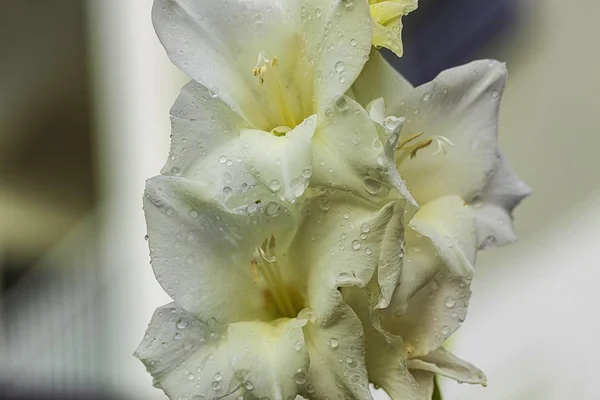 Vista Perto Flor Gladiolus Branca Com Gotas Chuva Belas Origens — Fotografia de Stock