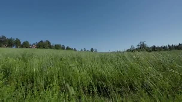 ゴージャスな自然景観 風に揺れている緑の草 青空の背景に緑の草原 — ストック動画
