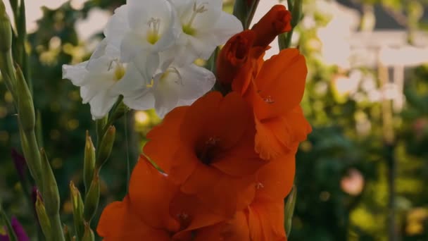 Top View Gorgeous Red White Gladiolus Flower Isolated Background Green — Stock Video