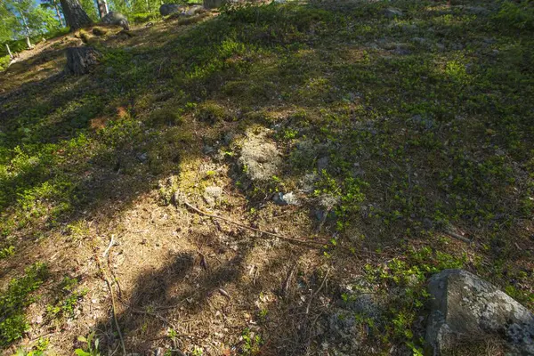 Bella Vista Sul Paesaggio Forestale Del Suolo Alberi Verdi Aghi — Foto Stock