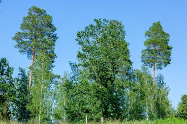 Güneşli yaz gününde muhteşem manzara manzarası. Mavi arka planda yeşil ağaçlar ve bitkiler. Güzel arka planlar.