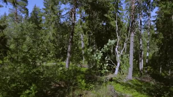 Prachtig Uitzicht Rotsachtige Natuur Landschap Bos Hoge Groene Pijnbomen Blauwe — Stockvideo