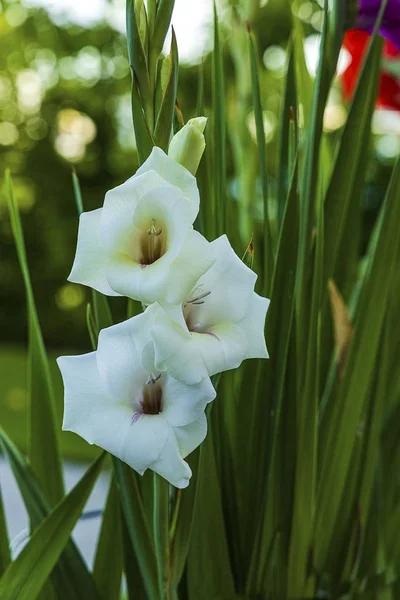 Close Macro Vista Flor Gladiolus Branco Lindo Fundo Folhas Verdes — Fotografia de Stock