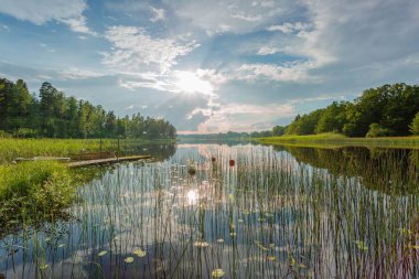 Gün batımında nilüferler ve yeşil saz ile güzel ayna su yüzey görünümü. Muhteşem doğa manzara arka plan.