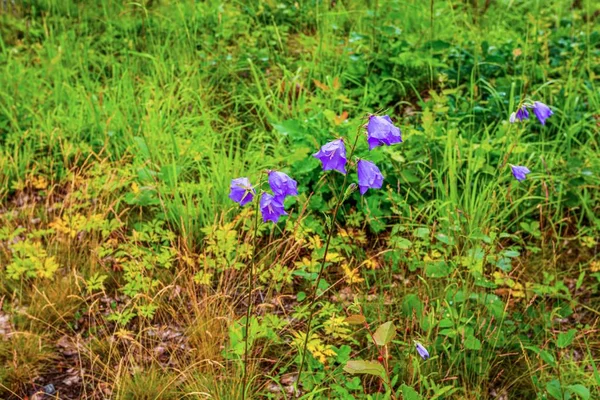 Hermosa Vista Flores Verano Púrpura Haciendo Camino Través Hierba Verde — Foto de Stock