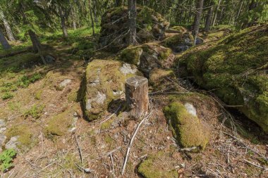 Zemin orman manzara güzel bir görünüm. Yeşil ağaçlar, ağaçların düşmüş iğneler, eski ağaç kökleri güzel doğa doku yapmak.
