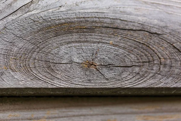 Vista Cerca Superficie Cortada Del Árbol Viejo Textura Madera Gris —  Fotos de Stock