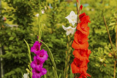 Yeşil yaprakların bir arka plan karşı izole muhteşem bir kırmızı ve beyaz gladiolus çiçek üst görünümü. Güzel arka planlar.