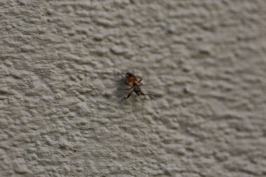 Gri arka planda izole edilmiş sevimli böceğin makro görünümünü kapatın. Güzel doğa arka planlar.
