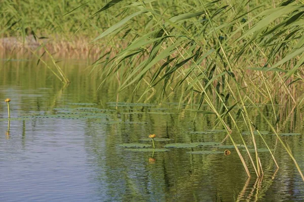 Vista Hermosa Flor Lirio Agua Superficie Del Lago Rodeado Plantas — Foto de Stock