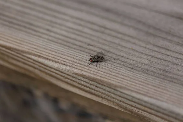 Nahaufnahme Makro Ansicht Von Insekten Isoliert Auf Holz Hintergrund Hintergründe — Stockfoto