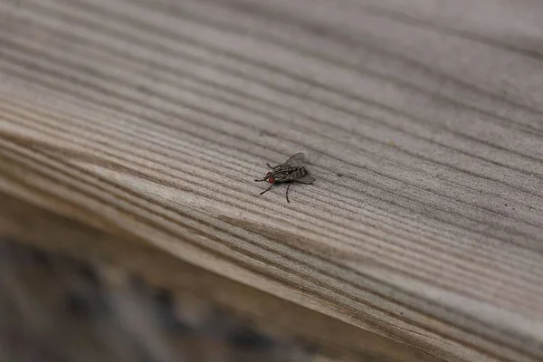 Vista Ravvicinata Macro Insetti Mosca Isolati Sfondo Legno Sfondi Natura — Foto Stock