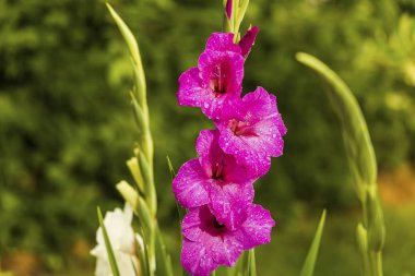 Yağmur damlaları ile mor gladiolus çiçek yakından görünümü. Güzel arka planlar.