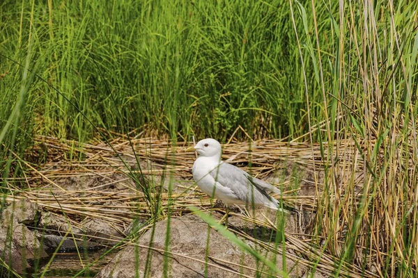 Belle Vue Sur Une Mouette Sur Une Grosse Roche Entourée — Photo