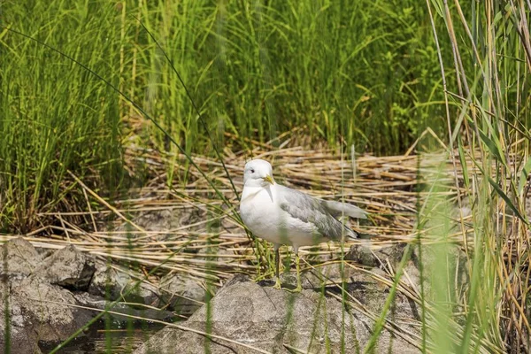 Belle Vue Sur Une Mouette Sur Une Grosse Roche Entourée — Photo