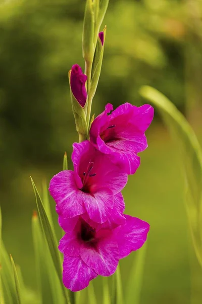 Вид Зверху Розкішну Фіолетову Квітку Гладіолуса Ізольовану Фоні Зеленого Листя — стокове фото