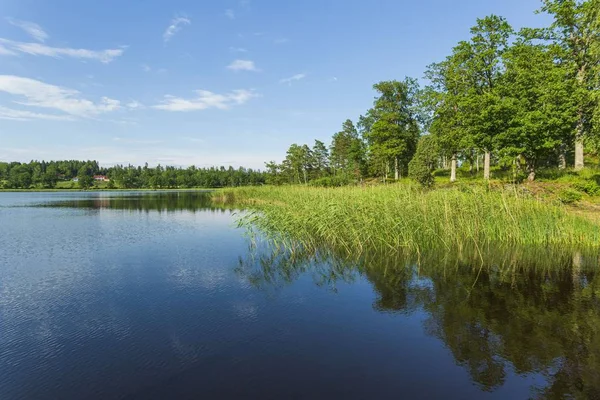 Belle Vue Sur Paysage Lac Entouré Arbres Plantes Forêt Verte — Photo