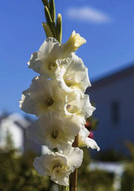 Mavi gökyüzü bir arka plan karşı izole muhteşem bir gladiolus çiçek üst görünümü. Güzel arka planlar.