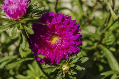 Görünümü üzerinde yeşil arka plan izole pembe aster çiçek kadar güzel yakın. Güzel doğa arka planları.