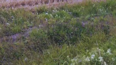 Yonca ve rüzgarda sallanan diğer bitkilerin güzel görünümü. Güzel doğa arka planlar.