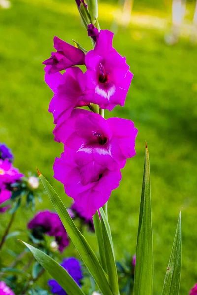 Вид Зверху Розкішну Фіолетову Квітку Гладіолуса Ізольовану Фоні Зеленого Листя — стокове фото