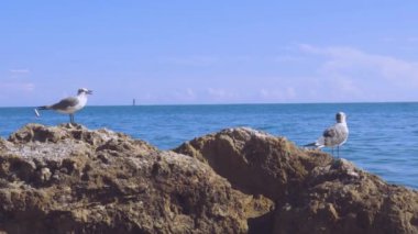 Arkaplanda mavi okyanus suyu olan kayaların üzerinde duran sevimli martıların yakın görüntüsü. 
