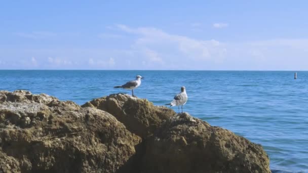 Close View Cute Seagulls Standing Rocks Blue Ocean Water Background — Stock Video