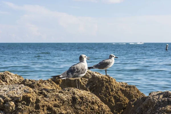 Vista Cerca Las Gaviotas Lindas Pie Sobre Rocas Con Agua — Foto de Stock