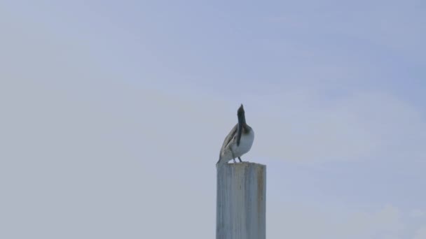 Close Vista Bonito Pelicano Descansando Sobre Poste Madeira Céu Azul — Vídeo de Stock