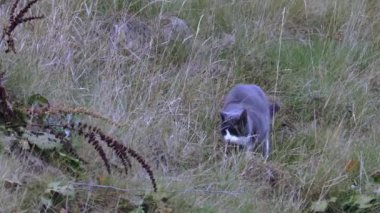 Çimlerin üzerinde sürünen sevimli gri kedi. Güzel hayvan geçmişleri.
