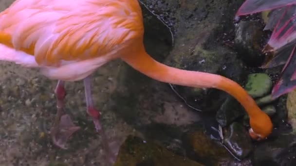 Gorgeous Rosa Flamingos Stående Vatten Vackra Bakgrunder — Stockvideo